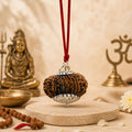 14 Mukhi Nepali Rudrkahsha - Chaudah Mukhi