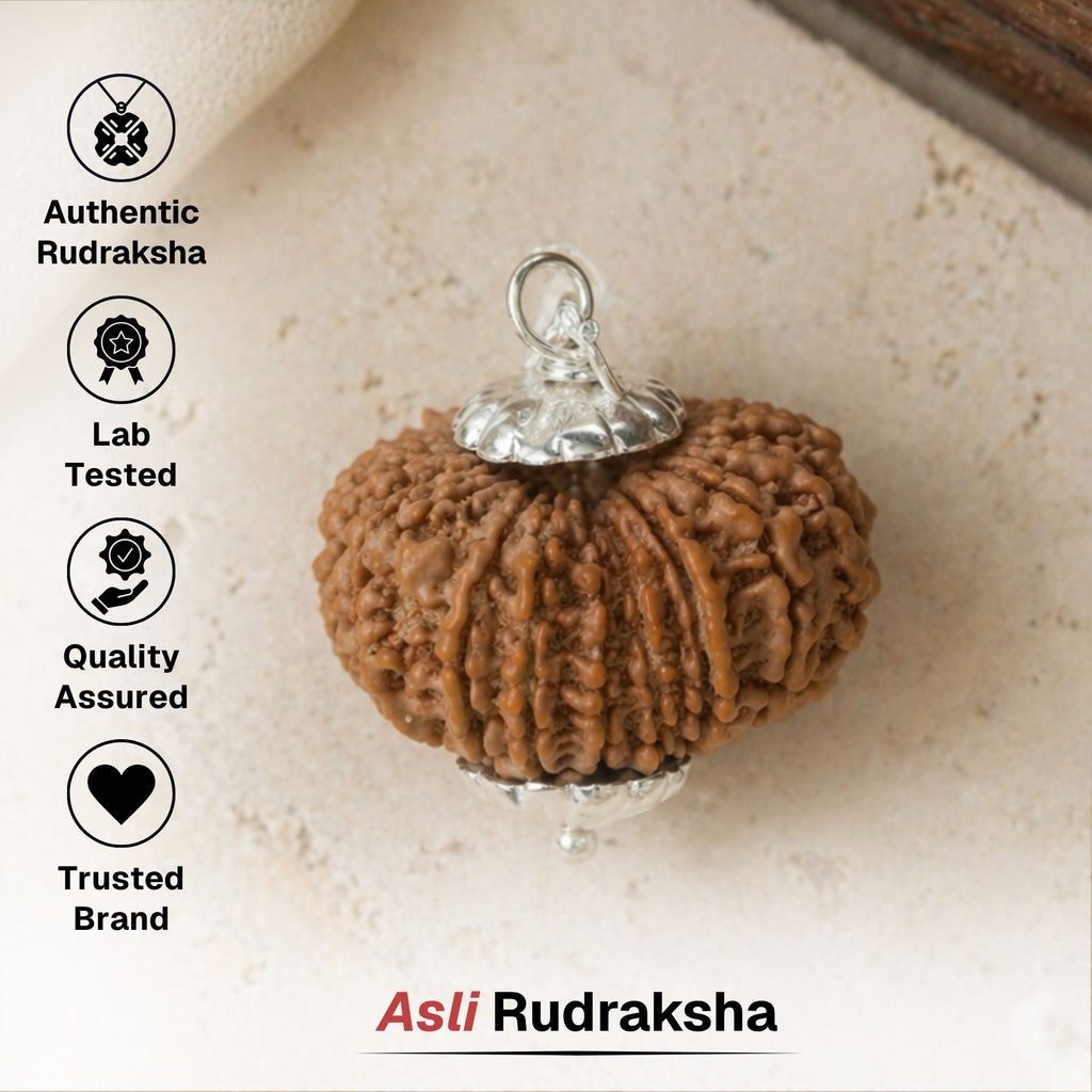 17 Mukhi Nepali Rudraksha - Satrah Mukhi
