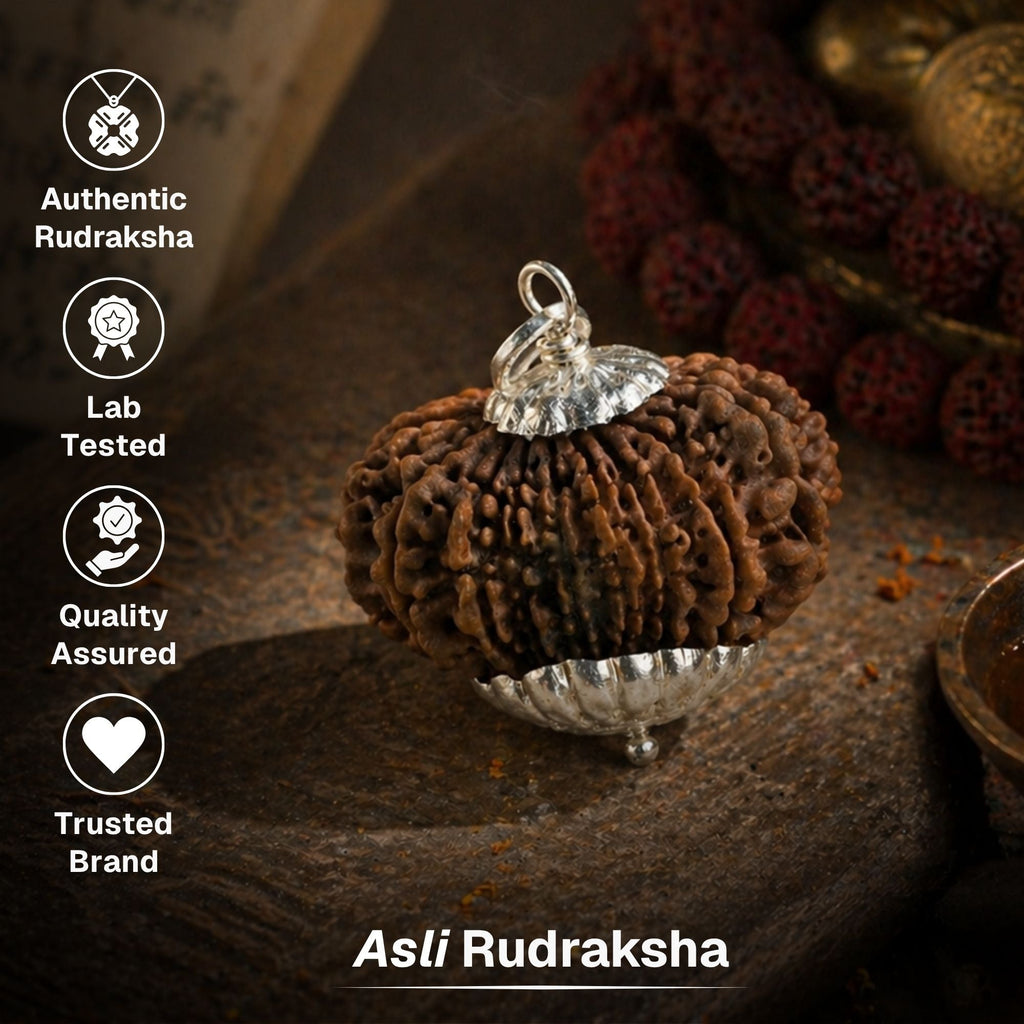 14 Mukhi Nepali Rudrkahsha - Chaudah Mukhi