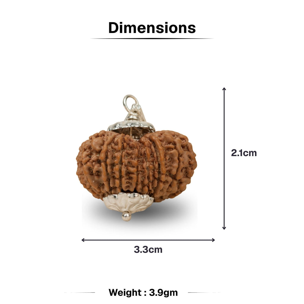17 Mukhi Nepali Rudraksha - Satrah Mukhi